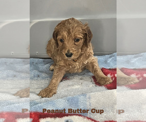 Goldendoodle Puppy for sale in MONTGOMERY, MN, USA