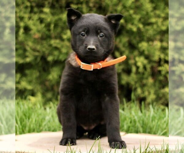 Medium Photo #2 Belgian Malinois Puppy For Sale in RONKS, PA, USA