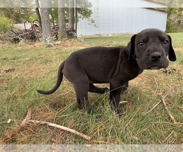 Medium Photo #2 Great Dane Puppy For Sale in GARRETT, IN, USA