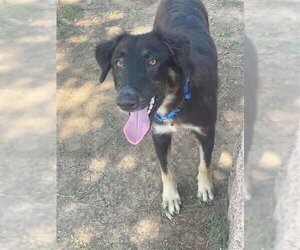 Gordon Setter-Unknown Mix Dogs for adoption in Waco, TX, USA