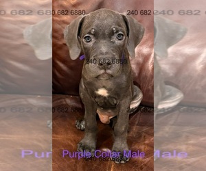 Medium Cane Corso