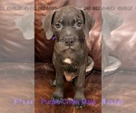 Puppy Purple Collar M Cane Corso