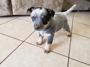 cattle dog puppies for sale near me