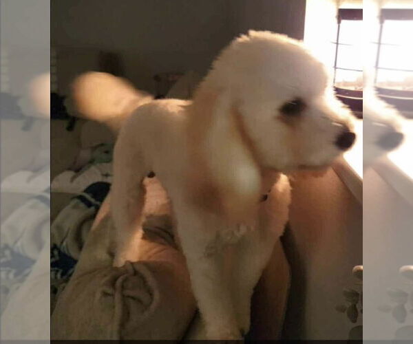 Medium Photo #4 Poodle (Miniature)-Unknown Mix Puppy For Sale in Grafton, WI, USA