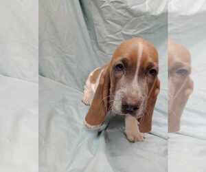 Basset Hound Puppy for sale in SALEM, WV, USA
