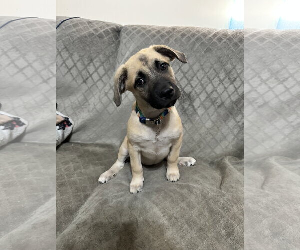 Medium Photo #3 Black Mouth Cur-Unknown Mix Puppy For Sale in Ball Ground, GA, USA