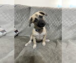 Small #2 Black Mouth Cur Mix