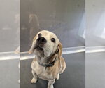 Branch - Male Beagle Dog for Adoption - Small photo