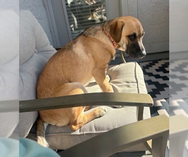 Medium Photo #3 Black Mouth Cur-Unknown Mix Puppy For Sale in Lakewood, CO, USA