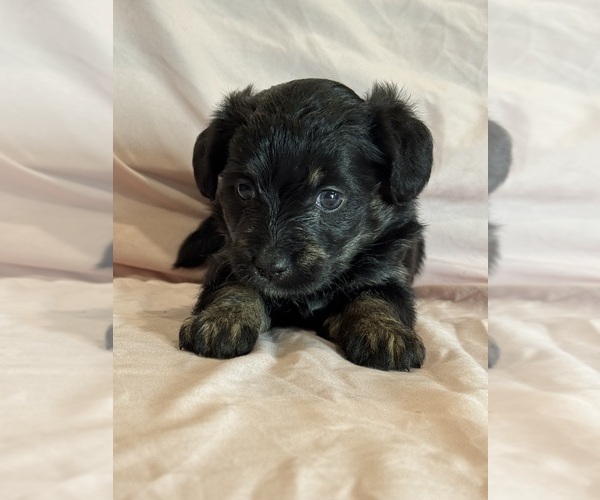 Medium Photo #7 Corgipoo Puppy For Sale in LONGMONT, CO, USA