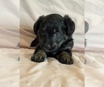 Kitten - Female Corgipoo Puppy for Sale - Photo #7