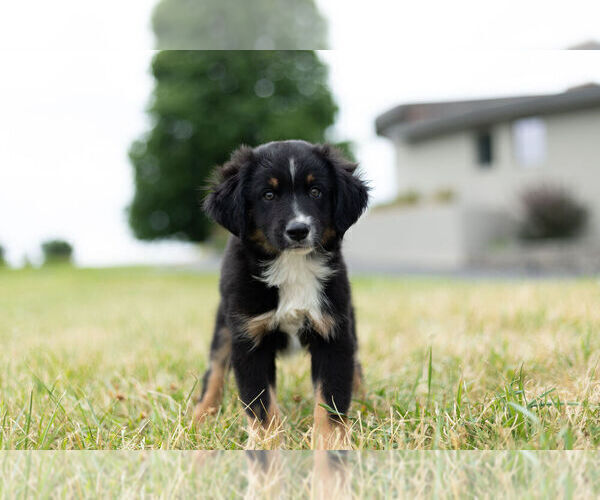 Medium Photo #3 Miniature Australian Shepherd Puppy For Sale in WARSAW, IN, USA