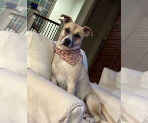 Black Mouth Cur-Unknown Mix Dogs for adoption in Wakefield, RI, USA