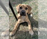 Small #6 Labrador Retriever Mix