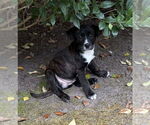 Small #4 Bulldog Mix