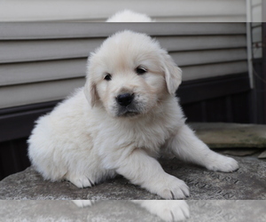 English Cream Golden Retriever Puppy for sale in SHILOH, OH, USA