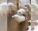 Small #2 Great Pyrenees