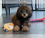 Small #8 Goldendoodle (Miniature)