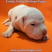 Small Photo #211 Dogo Argentino Puppy For Sale in PINEVILLE, MO, USA