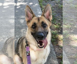 German Shepherd Dog Dogs for adoption in Plantation, FL, USA