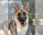 Mila 3171 - Female German Shepherd Dog Dog for Adoption - Small photo