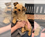 Small #3 Pomeranian Mix