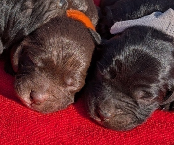 Medium Photo #7 Boykin Spaniel-Goldendoodle Mix Puppy For Sale in MORGANTON, NC, USA