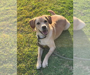 Labrador Retriever-Unknown Mix Dogs for adoption in San Diego, CA, USA