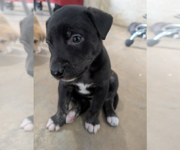 Medium Photo #1 Mutt Puppy For Sale in Chinook, MT, USA
