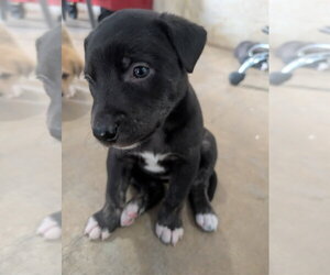 Mutt Dogs for adoption in Chinook, MT, USA
