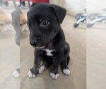 Small Mutt