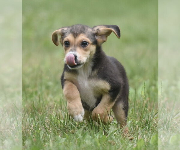 Medium Photo #4 Retriever -Unknown Mix Puppy For Sale in Mechanicsburg, PA, USA