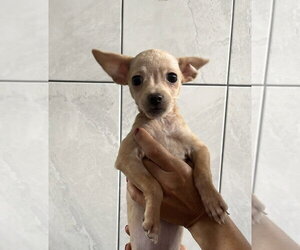 Leila - Female ShiChi Dog for Adoption - Photo #3