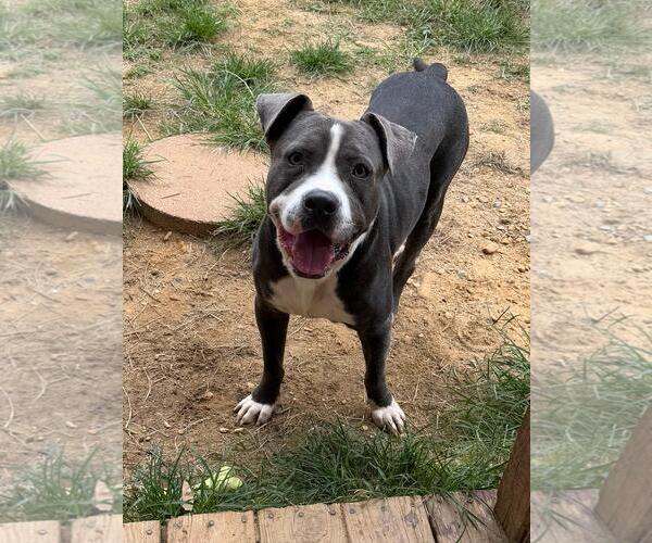 Medium Photo #4 American Bulldog-Unknown Mix Puppy For Sale in Wetumpka, AL, USA