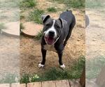 Small #3 American Bulldog Mix