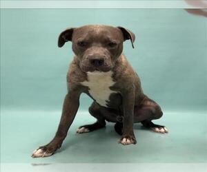 American Staffordshire Terrier-Labrador Retriever Mix Dogs for adoption in Fort Collins, CO, USA