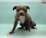 Small American Staffordshire Terrier-Labrador Retriever Mix