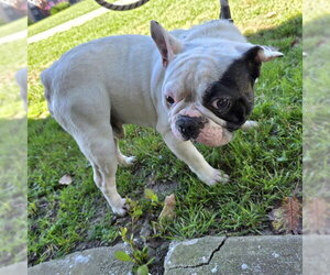 French Bulldog Dogs for adoption in Long Beach, CA, USA