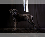 Small Cane Corso
