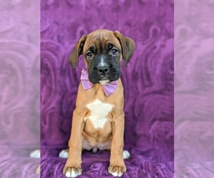 Boxer Puppy for sale in KIRKWOOD, PA, USA