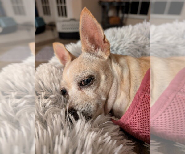 Medium Photo #8 Chihuahua Puppy For Sale in oakland, FL, USA