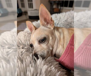 Tennessee - Female Chihuahua Dog for Adoption - Photo #8