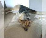 Small German Shepherd Dog Mix