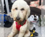 Small #2 Poodle (Standard) Mix
