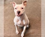 Small Staffordshire Bull Terrier Mix