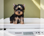 Small #4 Yorkshire Terrier