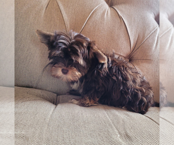 Medium Photo #16 Shorkie Tzu Puppy For Sale in LAKESIDE, CA, USA