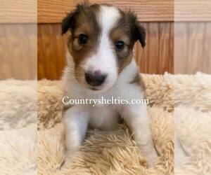 Shetland Sheepdog Puppy for sale in GRAFTON, OH, USA