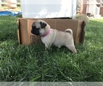 Small Photo #6 Pug Puppy For Sale in DAYTON, VA, USA