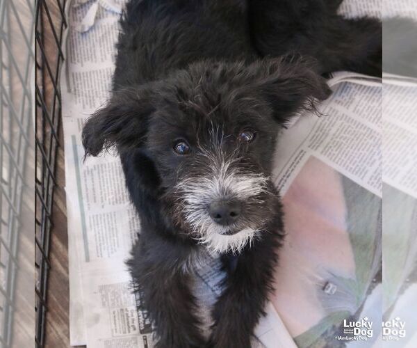 Medium Photo #5 Jack Russell Terrier-Unknown Mix Puppy For Sale in Washington, DC, USA
